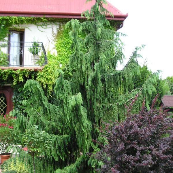 Cyprysik nutkajski ‘Pendula’