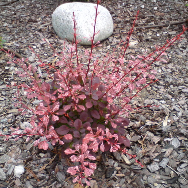 Berberys Thunberga 'Rose Glow'