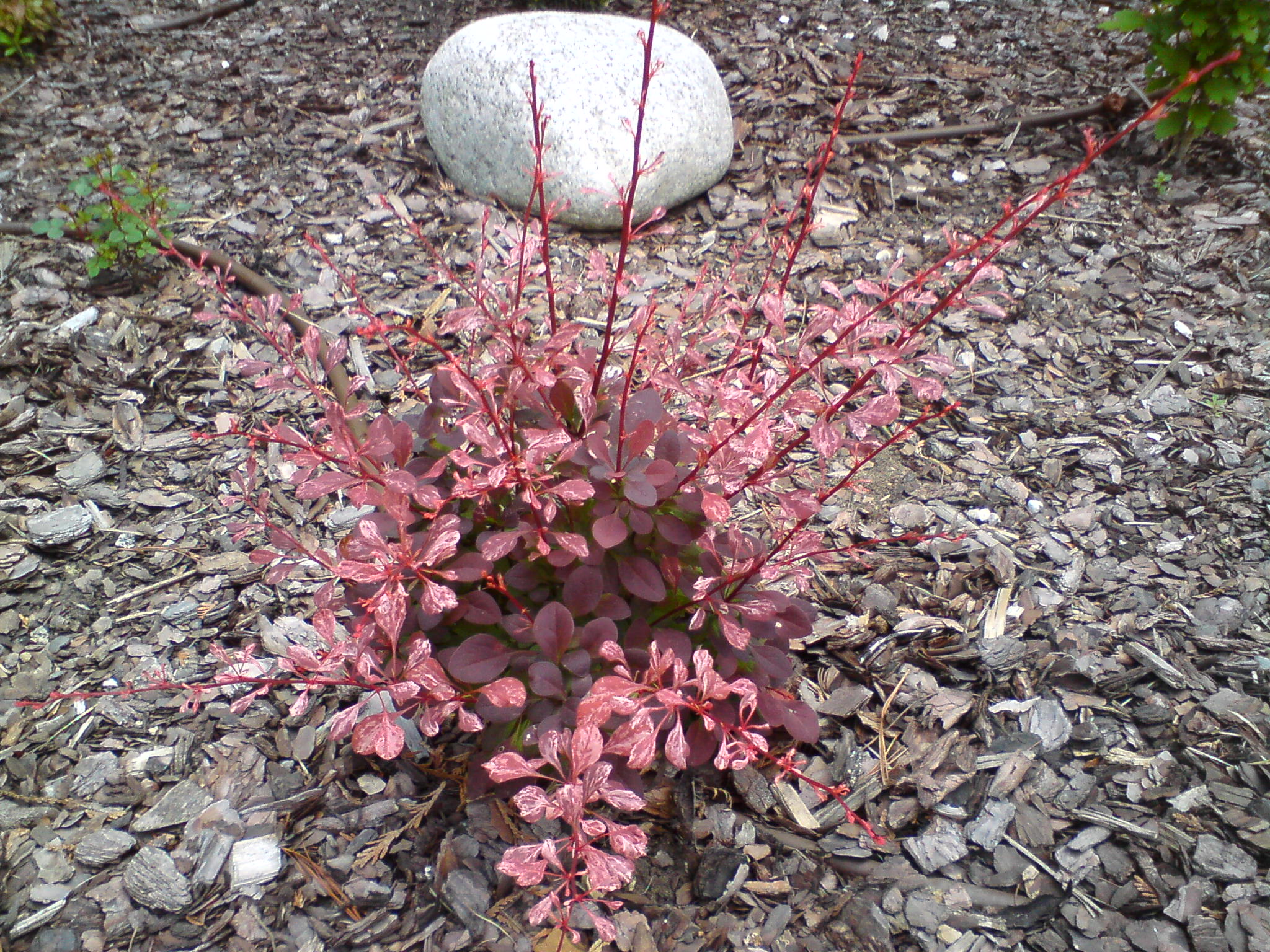 Berberys Thunberga 'Rose Glow'