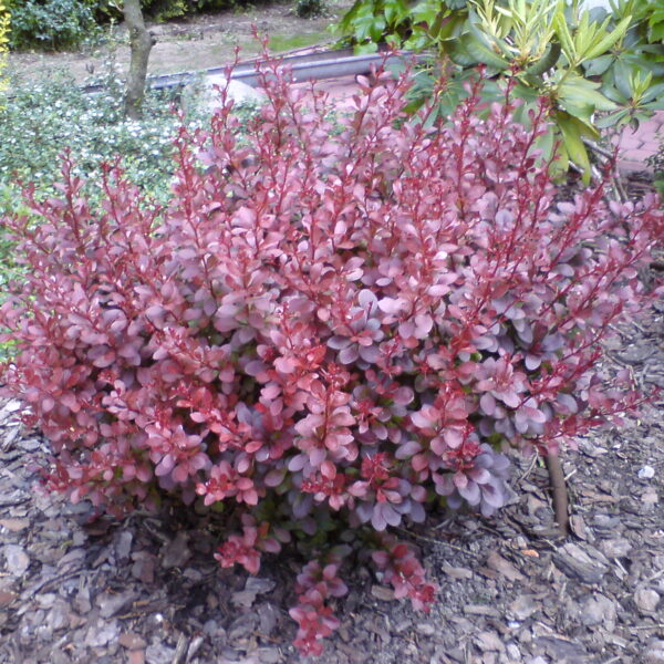 Berberys Thunberga ‘Dart`s Red Lady'