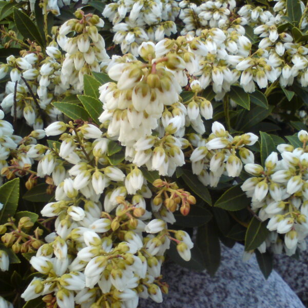 Pieris japoński 'Prelude'