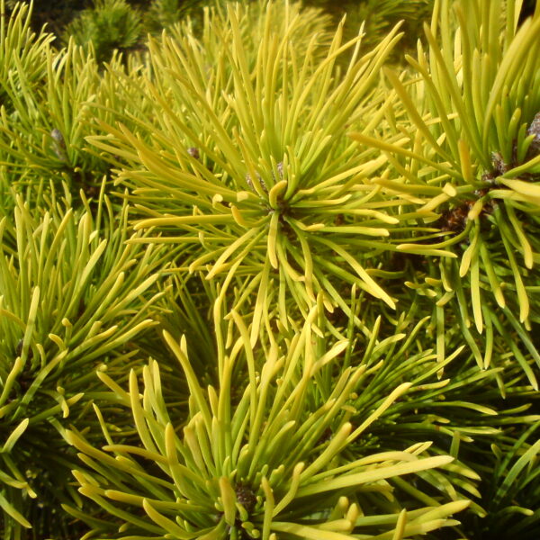 Sosna kosodrzewina 'Winter Gold'