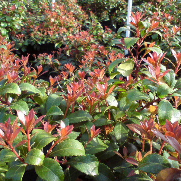 Pieris japoński 'Little Heath Green'