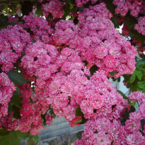 Głóg pośredni 'Paul's Scarlet'