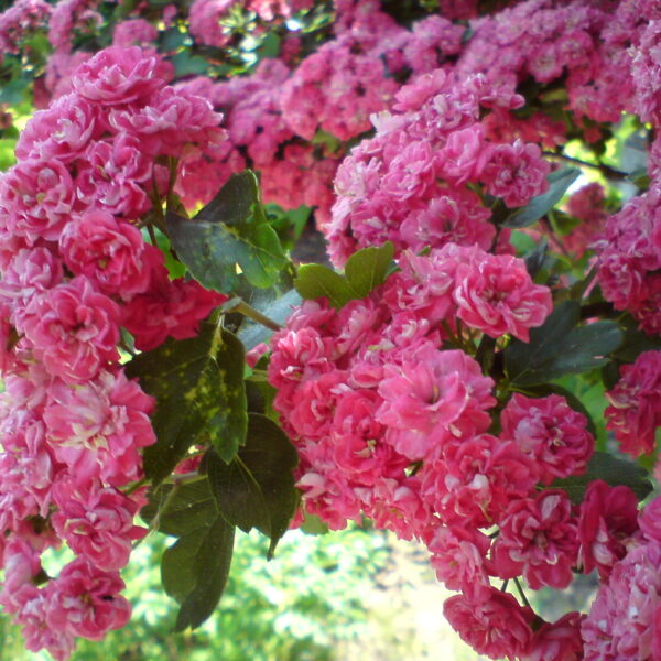 Głóg pośredni 'Paul's Scarlet'