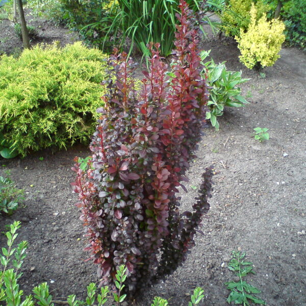Berberys Thunberga ‘Helmond Pillar’