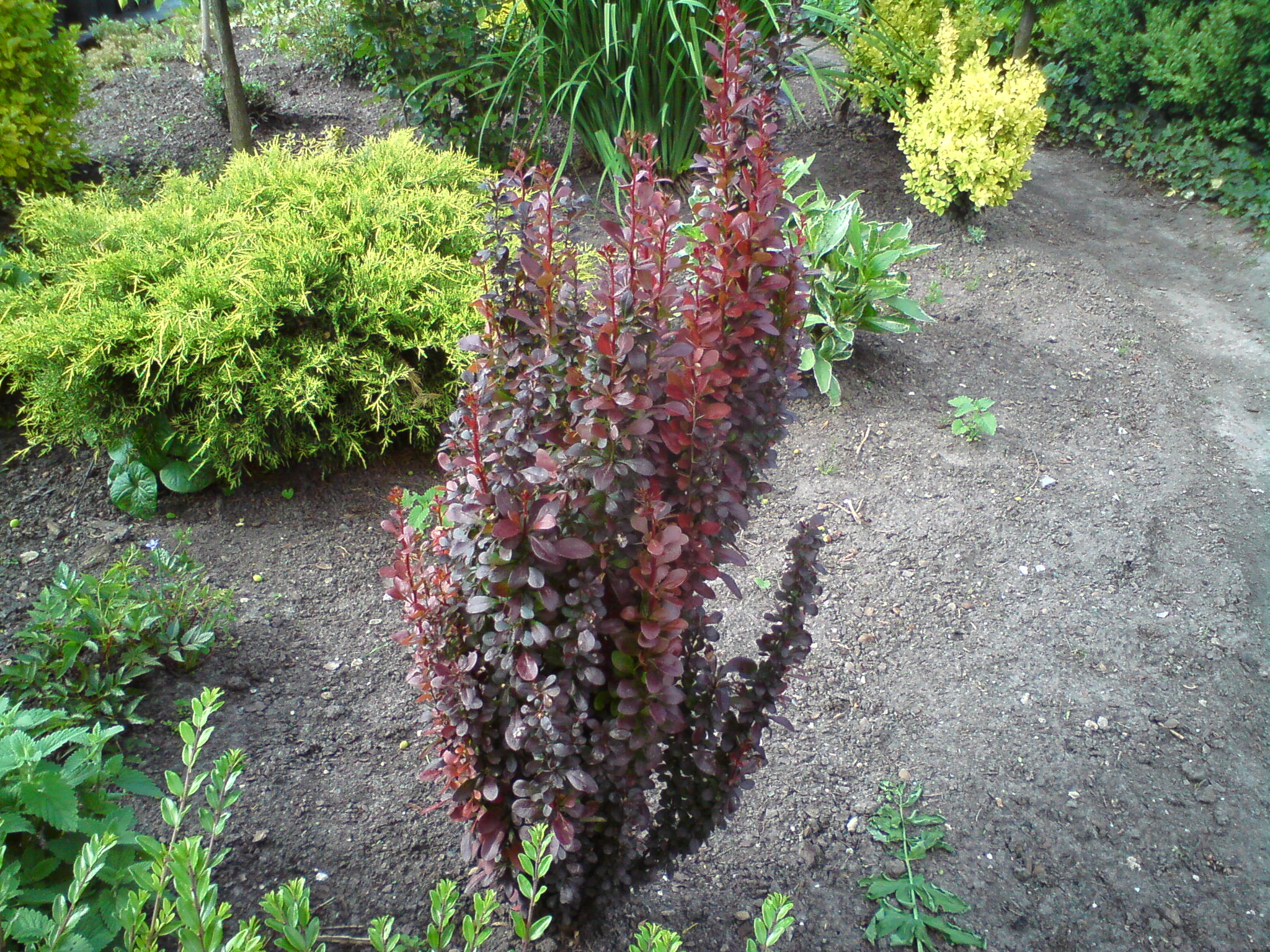 Berberys Thunberga ‘Helmond Pillar’