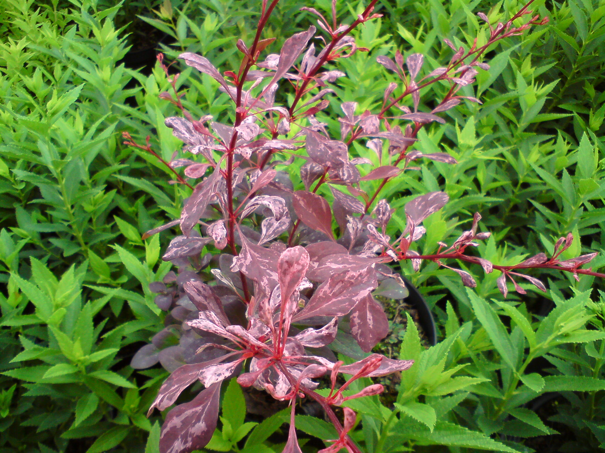 Berberys Thunberga 'Rose Glow'