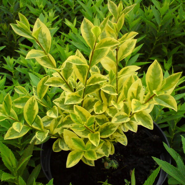 Ligustr jajolistny 'Aureum'