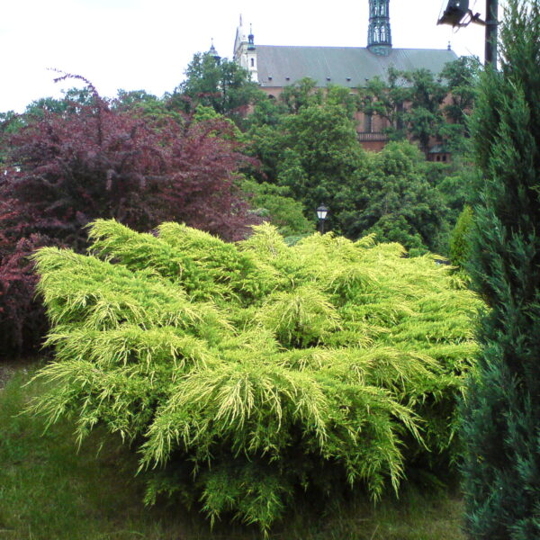 Jałowiec Pfitzera 'Gold Star'