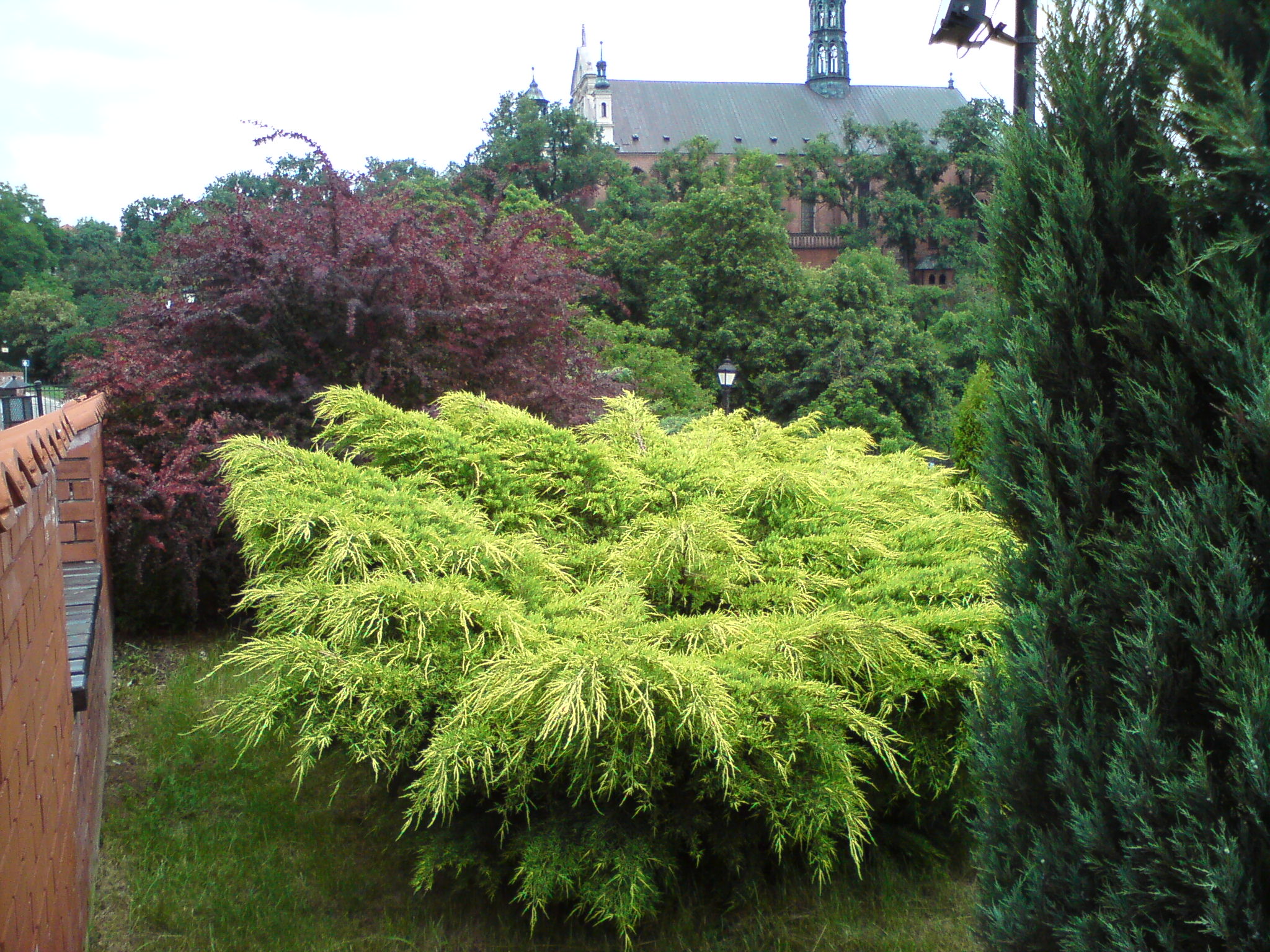 Jałowiec Pfitzera 'Gold Star'