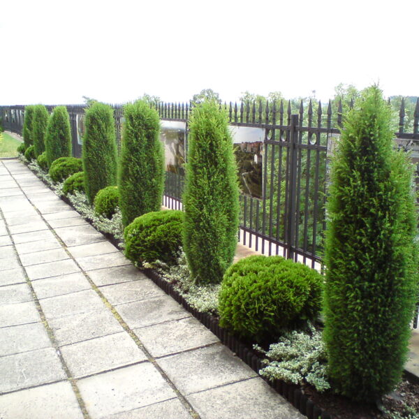 Jałowiec pospolity 'Gold Cone'