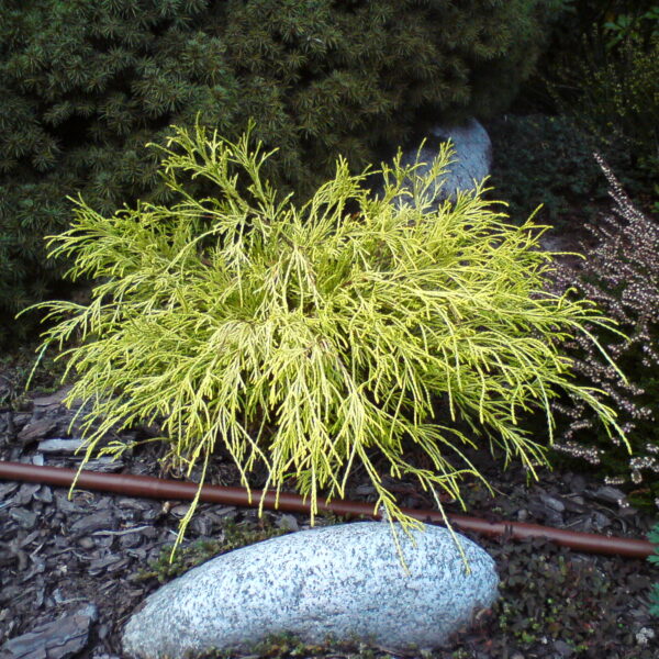 Cyprysik groszkowy 'Filifera Aurea Nana'