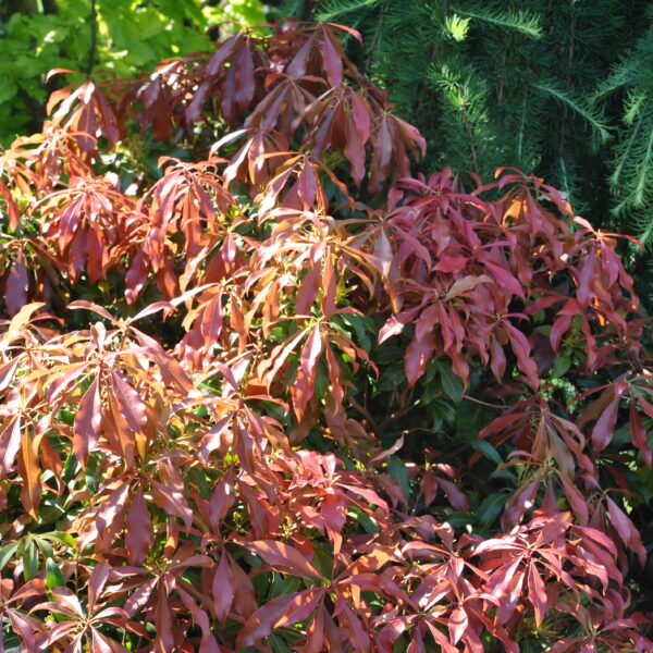Pieris japoński 'Red Mill'