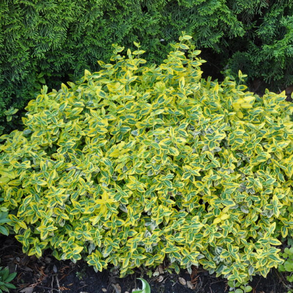 Trzmielina Fortune'a 'Emerald'n Gold'