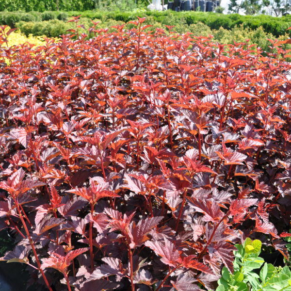 Pęcherznica kalinolistna 'Andre'