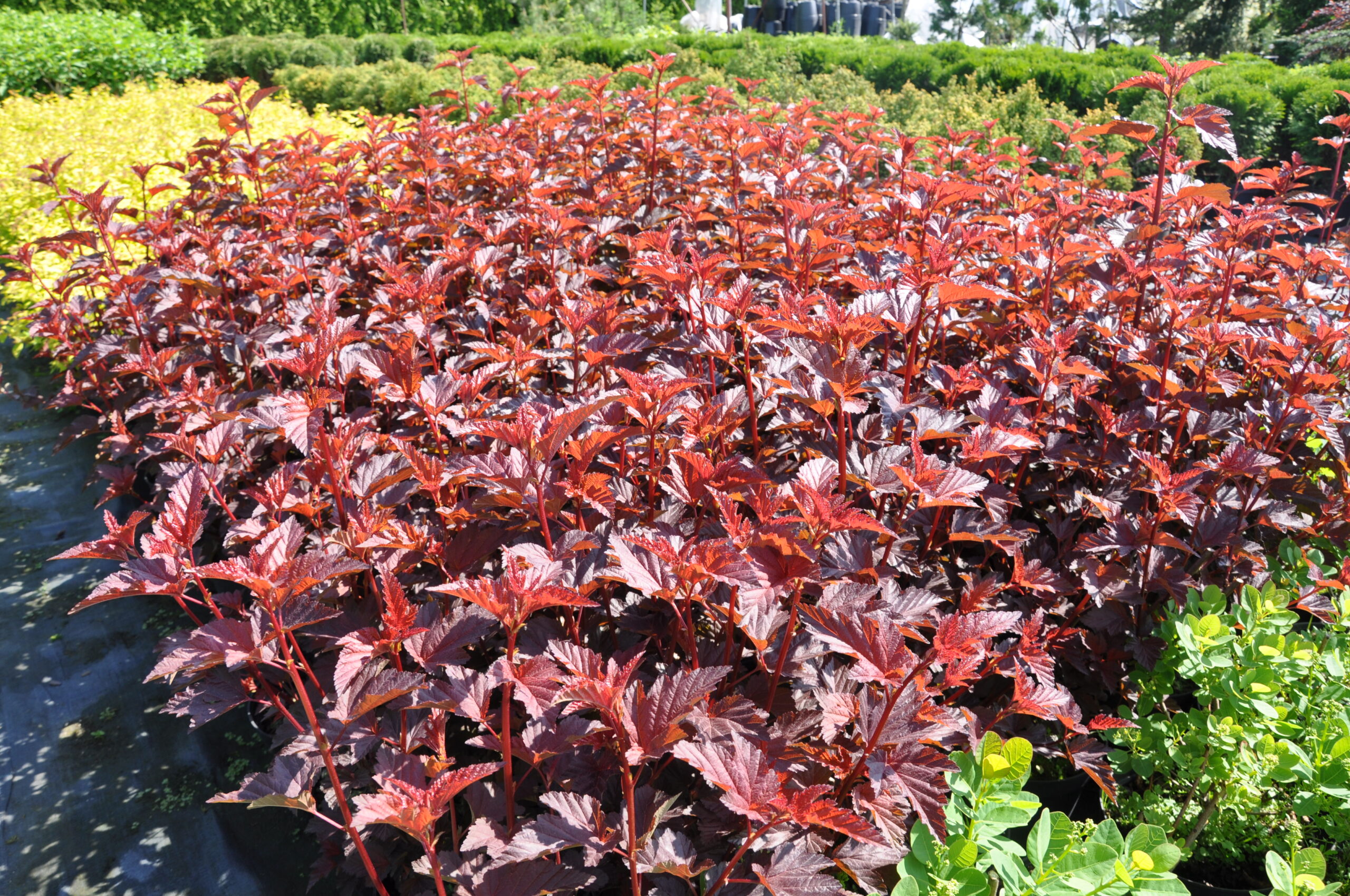 Pęcherznica kalinolistna 'Andre'