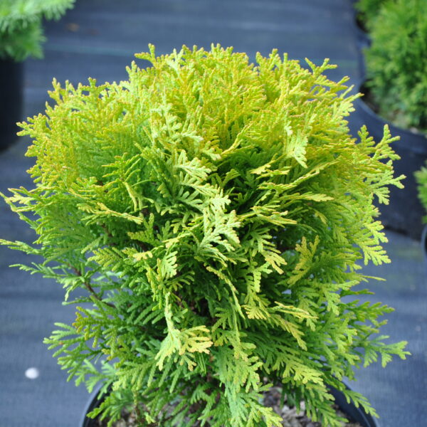 Żywotnik Golden Globe