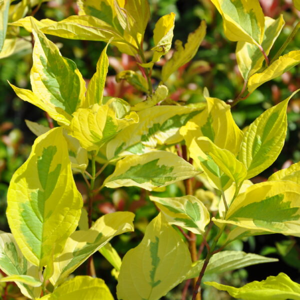 Dereń biały 'Gouchaultii'