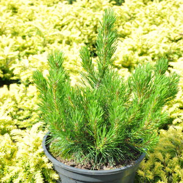 Kosodrzewina pumilio - pinus mugo pumilio