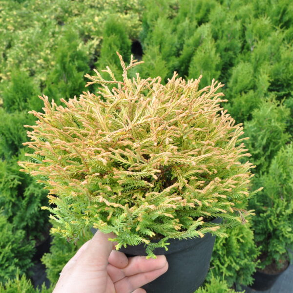 Żywotnika (tuja) Golden Tuffet