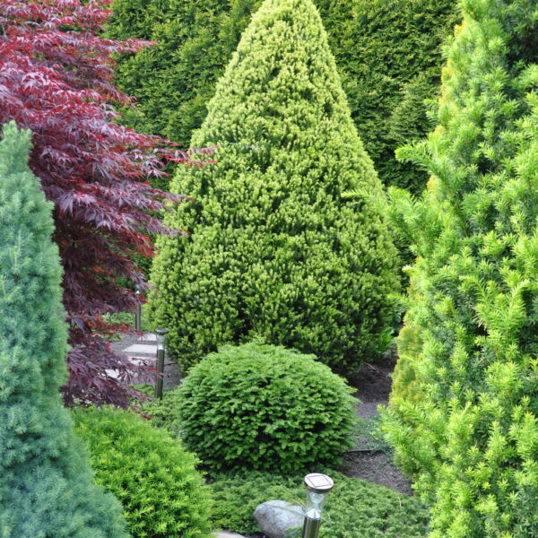 Cis pośredni 'Pacanów'