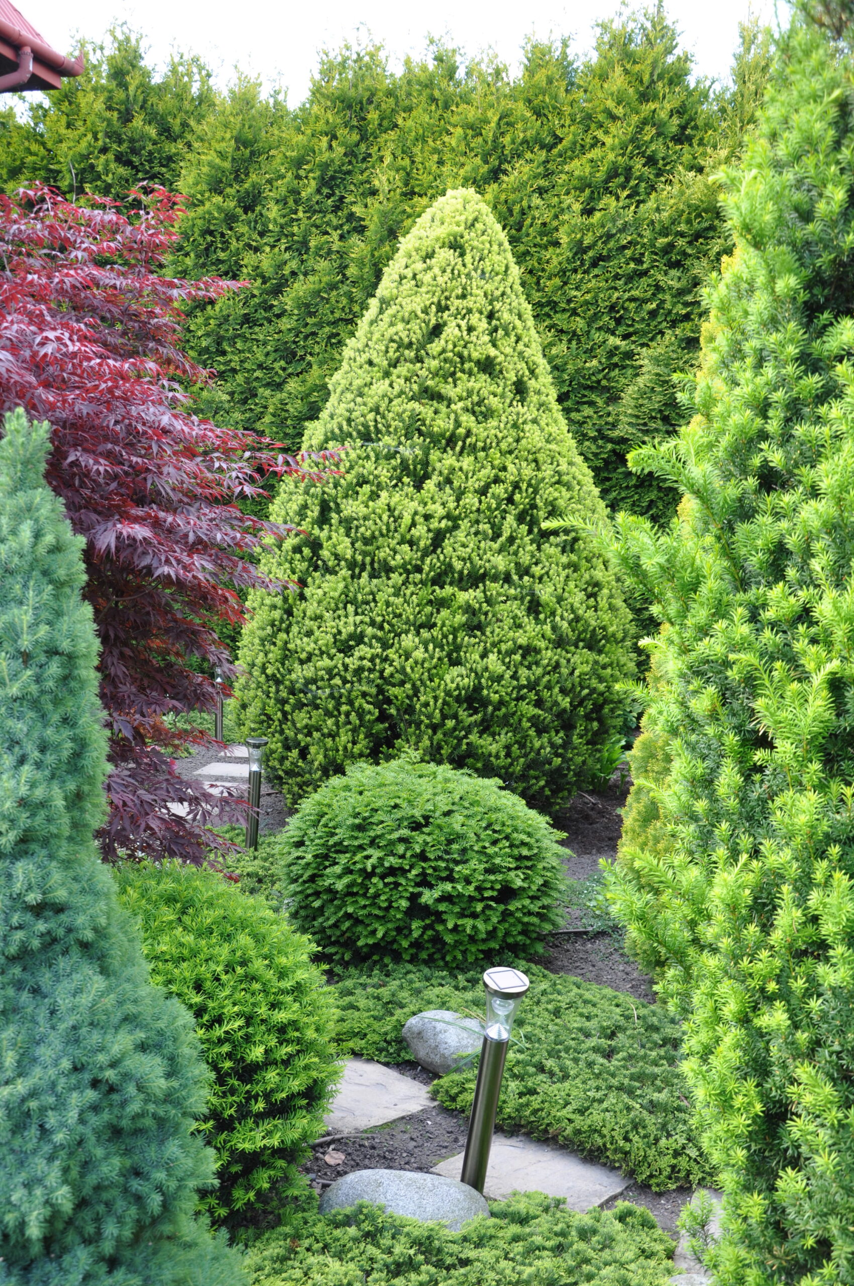 Cis pośredni 'Pacanów'