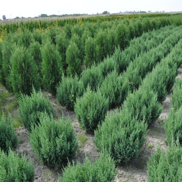 Jałowiec chiński 'Stricta'