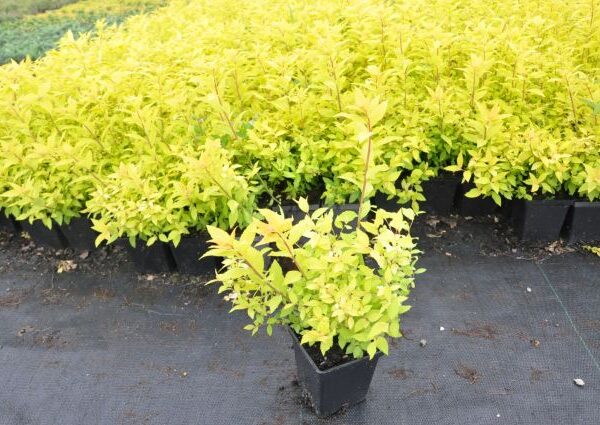 Tawuła japońska ‘Goldmound’