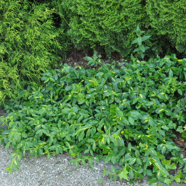 Trzmielina Fortune’a 'Sunspot'