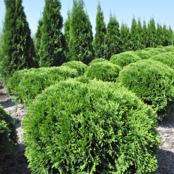 Tuja Danica, żywotnik zachodni 'Danica'