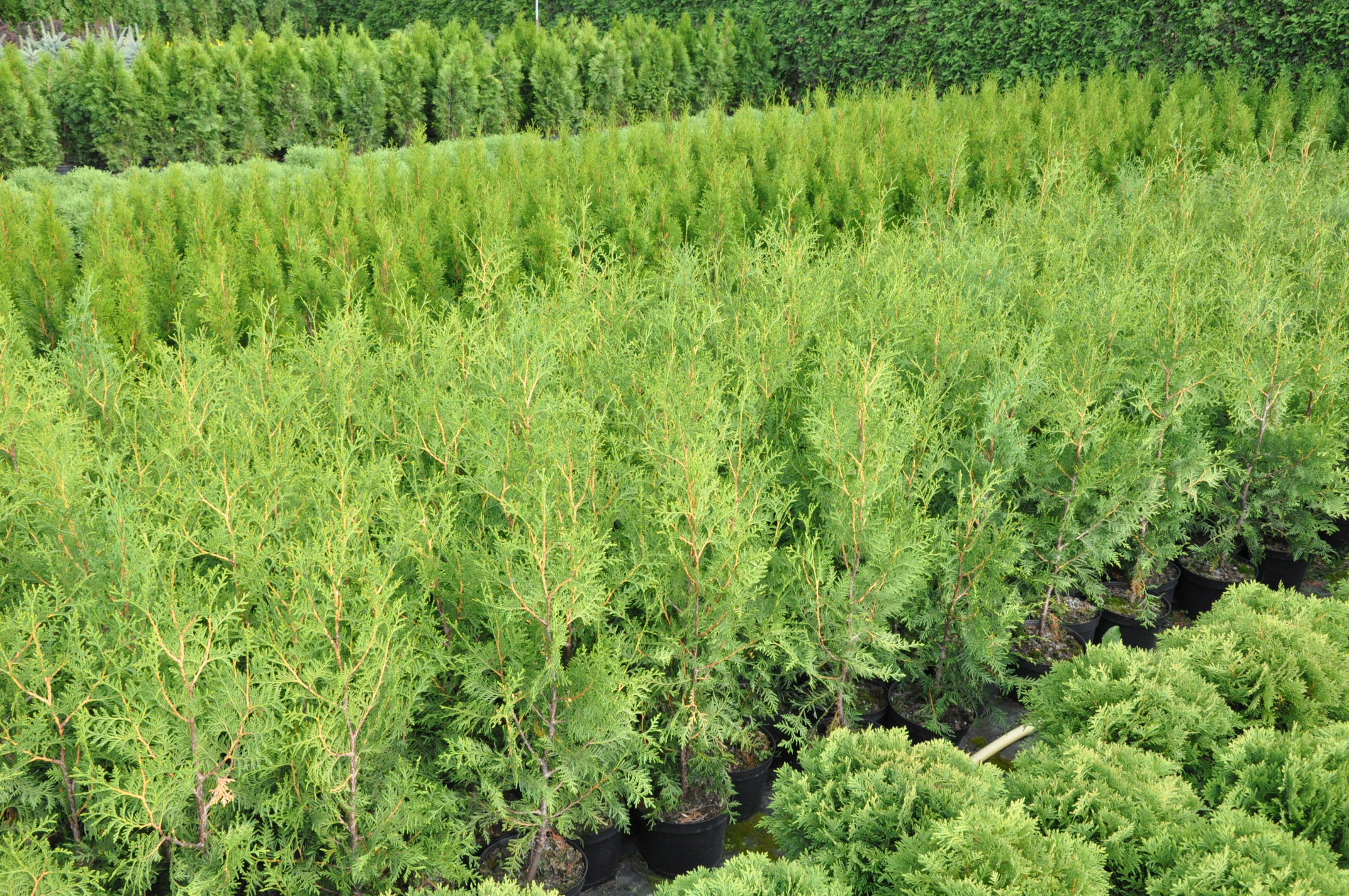 Żywotnik zachodni 'Brabant'