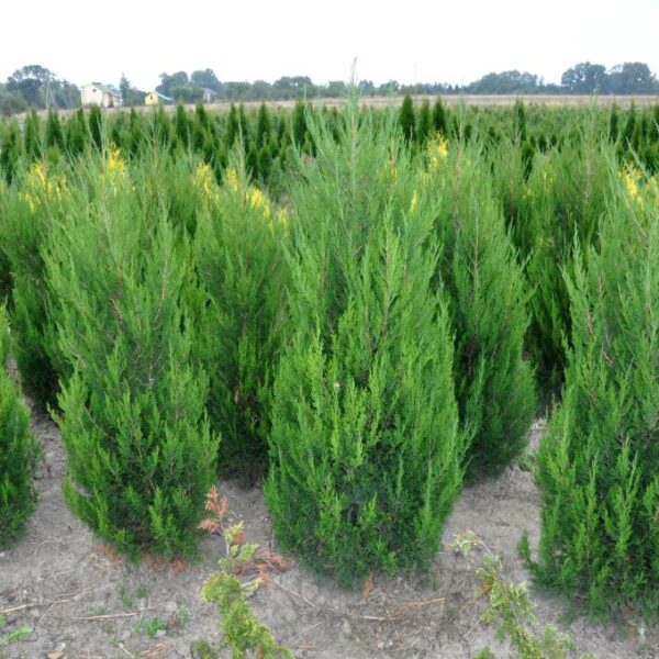 Jałowiec chiński 'Spartan’ w gruncie Jałowiec chiński 'Spartan' w gruncie