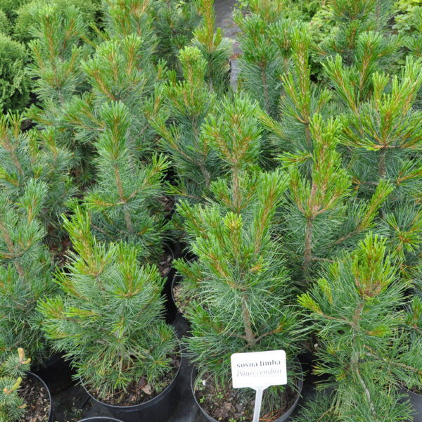 Sosna limba