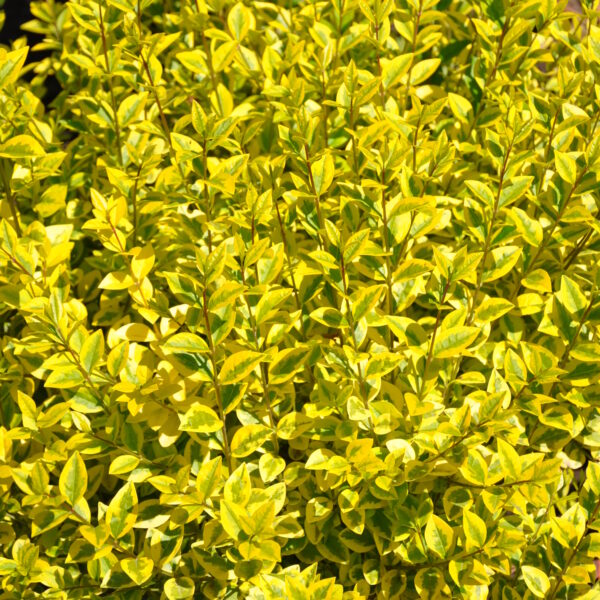 Ligustr jajolistny 'Aureum'