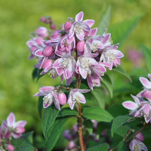 Żylistek 'Strawberry Fields'
