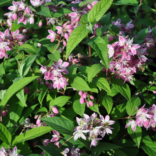 Żylistek 'Strawberry Fields'