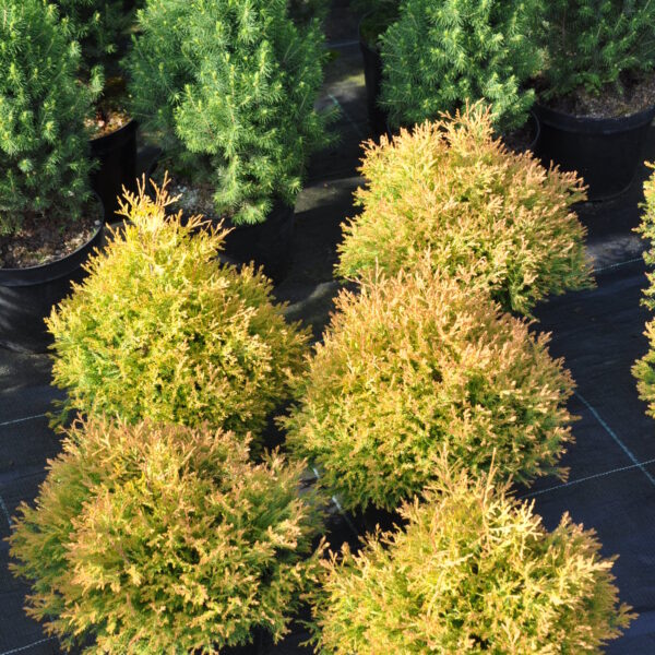 Żywotnik (tuja) Rheingold