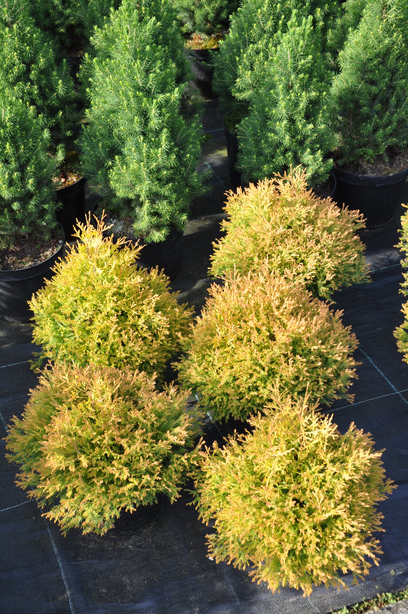 Żywotnik (tuja) Rheingold