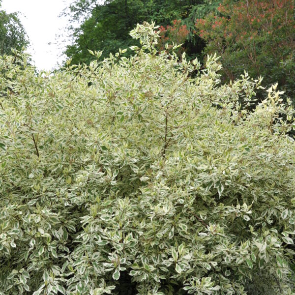 Dereń biały 'Elegantissima'