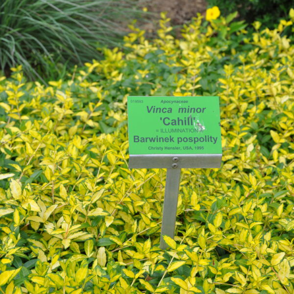 Barwinek pospolity ILLUMINATION 'Cahill'