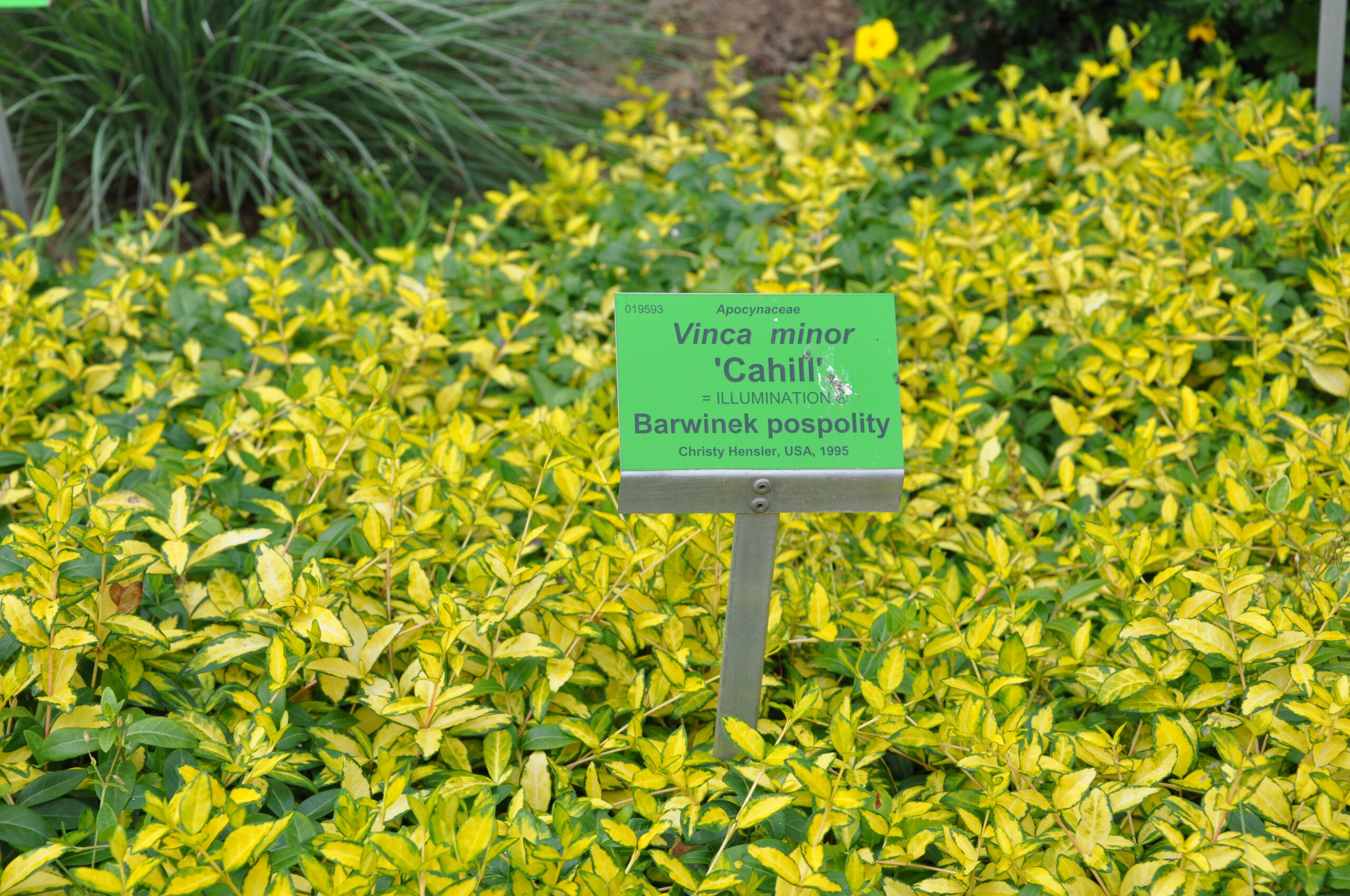 Barwinek pospolity ILLUMINATION 'Cahill'