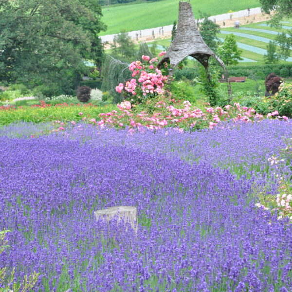 Lawenda wąskolistna