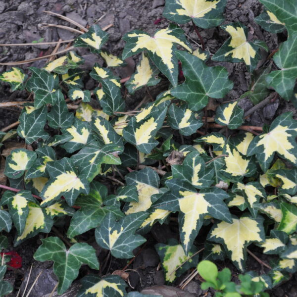 Bluszcz pospolity 'Goldheart’