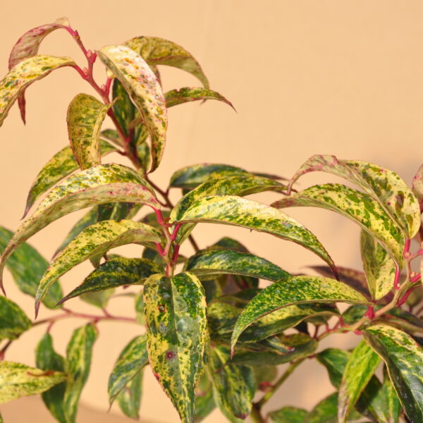 Kiścień wawrzynowy ‘Rainbow’