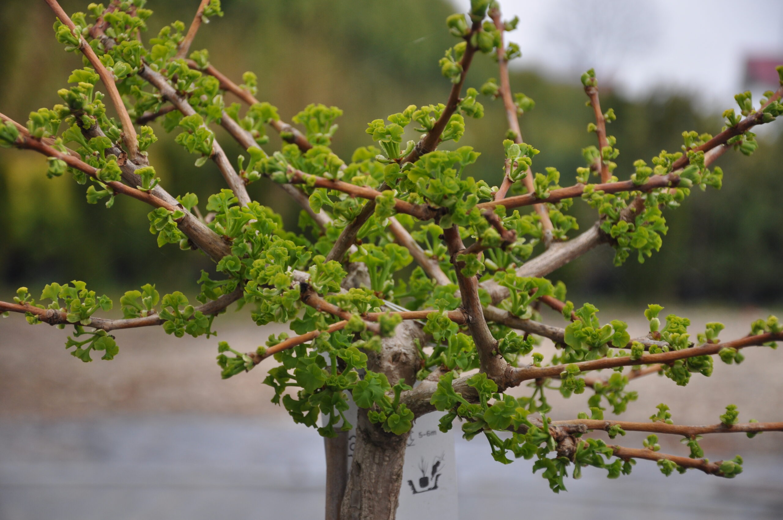 Miłorząb dwuklapowy Mariken