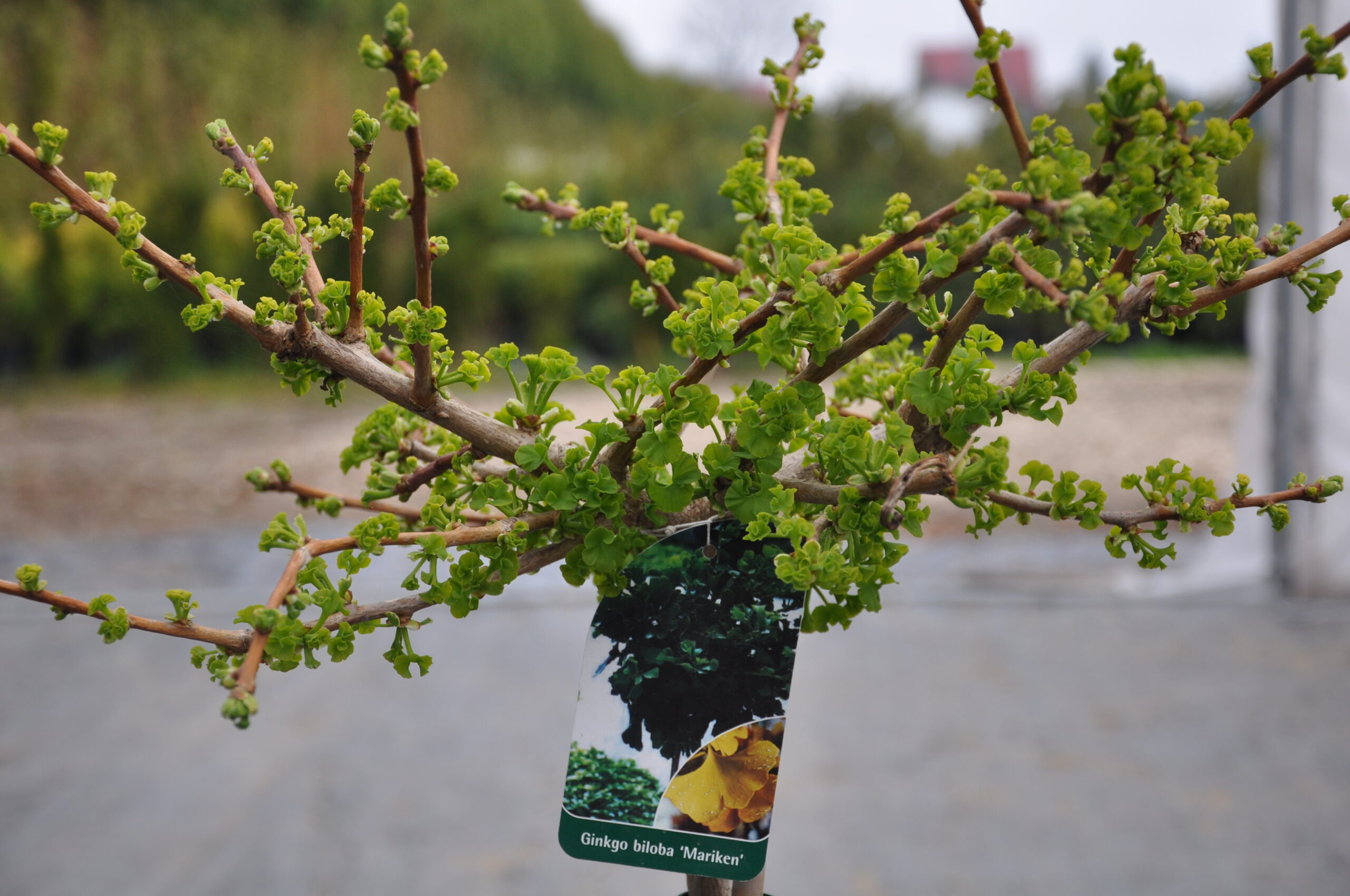 Miłorząb dwuklapowy Mariken