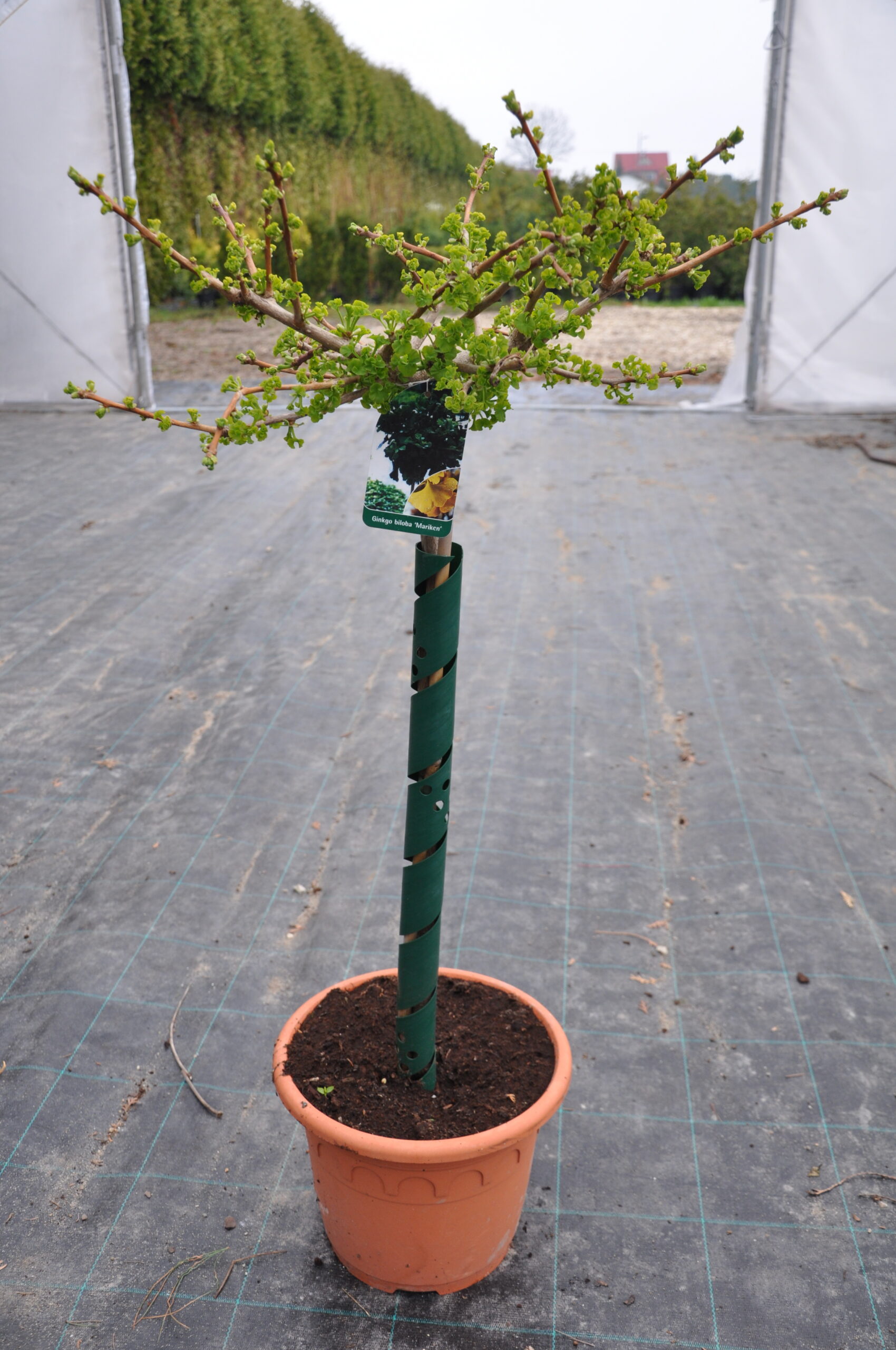 Miłorząb dwuklapowy Mariken