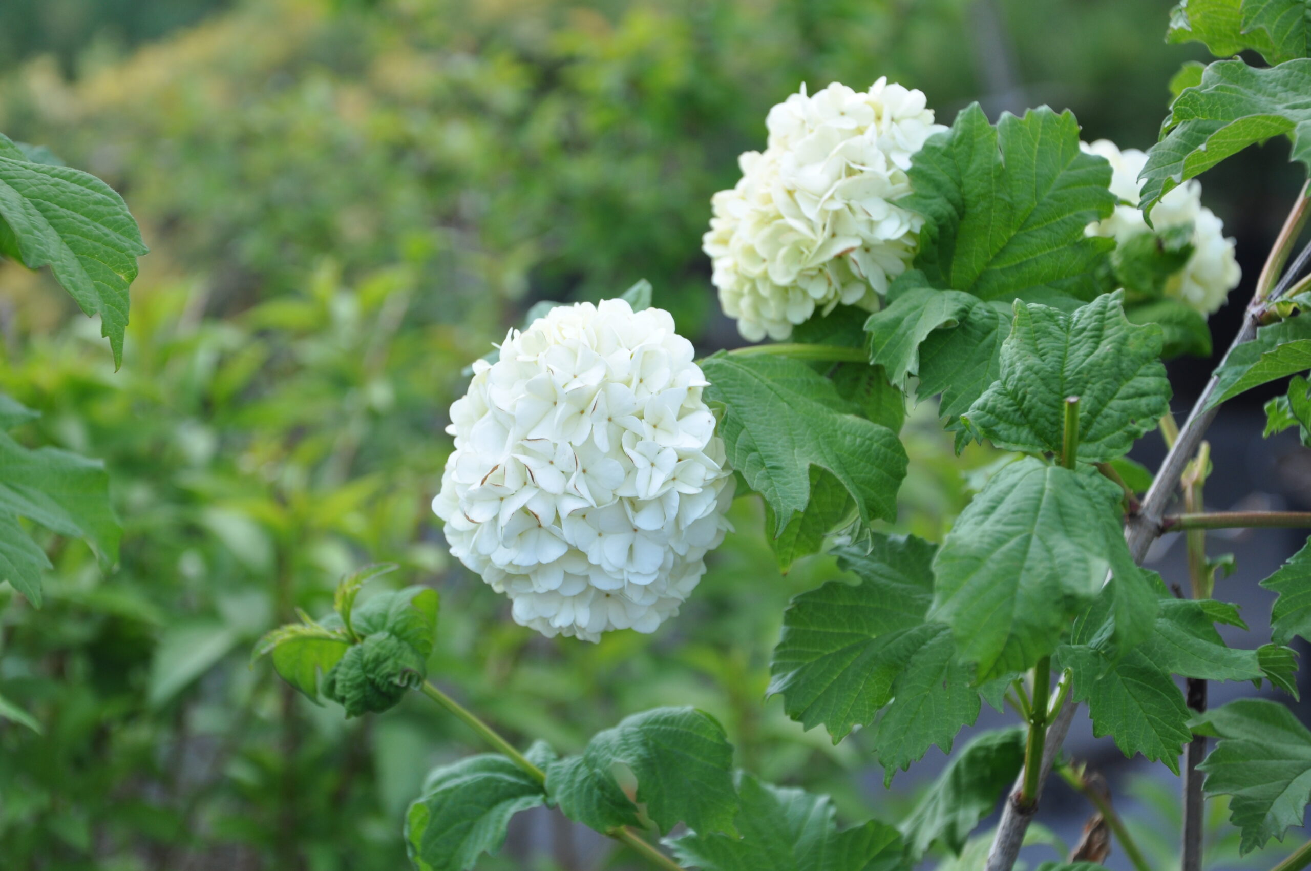 Kalina koralowa 'Roseum'