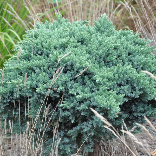 Jałowiec łuskowaty 'Blue Star'
